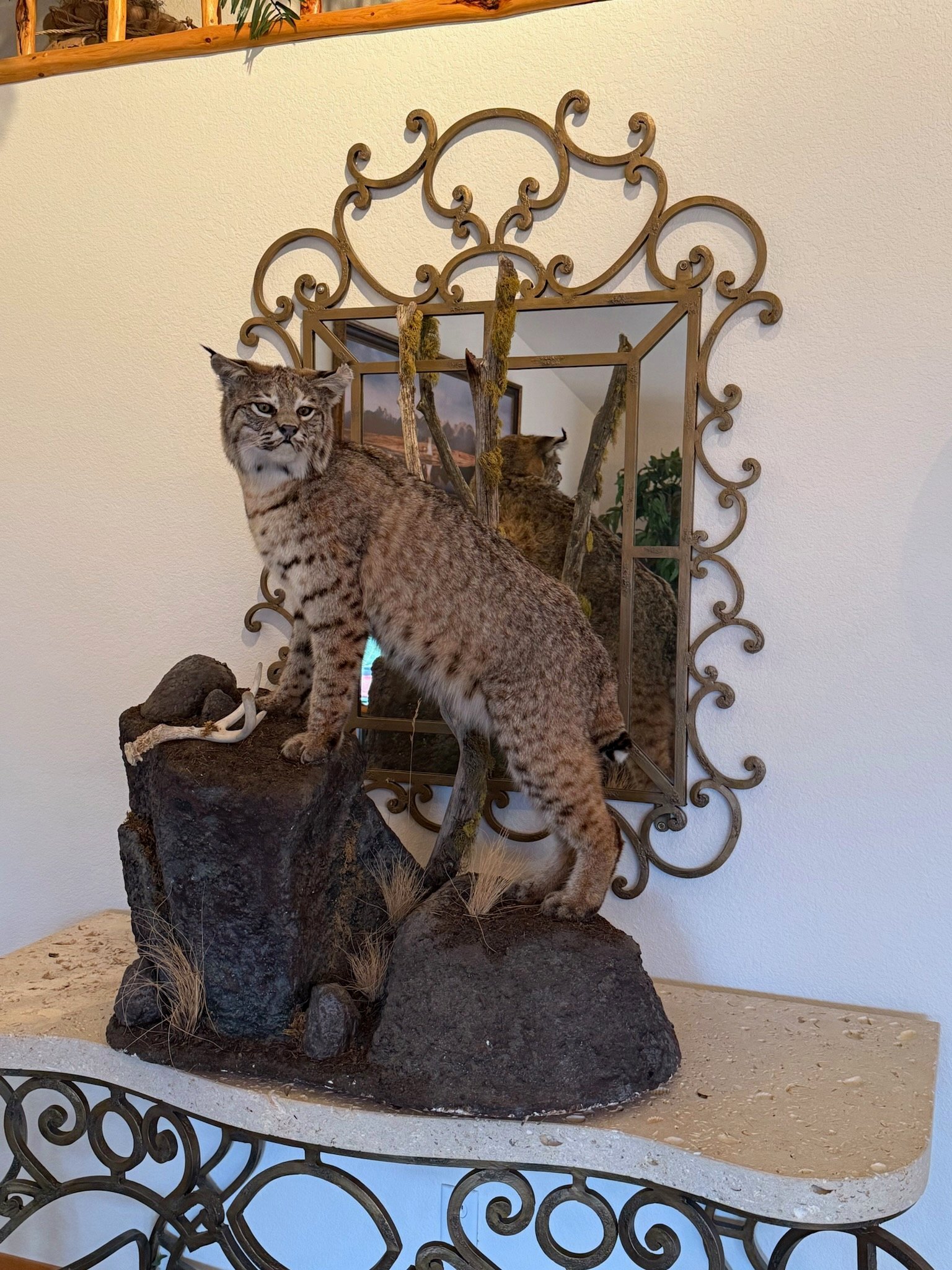 Bobcat spotted on Eagle's Bluff private 27-acre estate on Flathead Lake