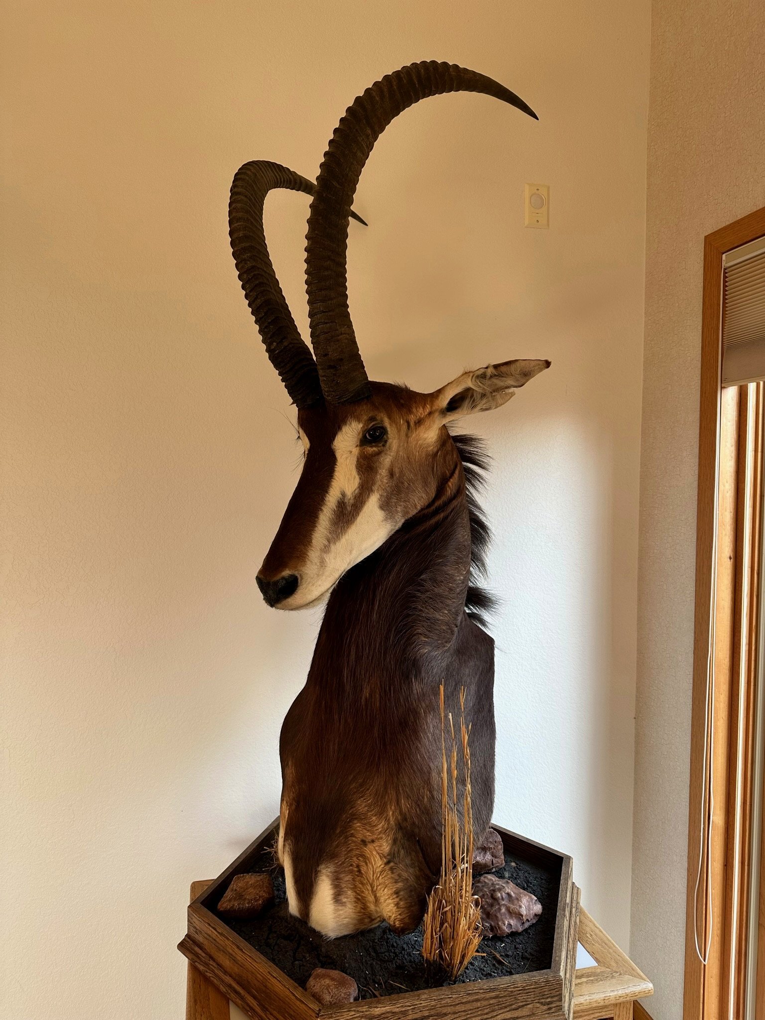 Sable antelope on the grounds of Eagle's Bluff estate near Polson, Montana