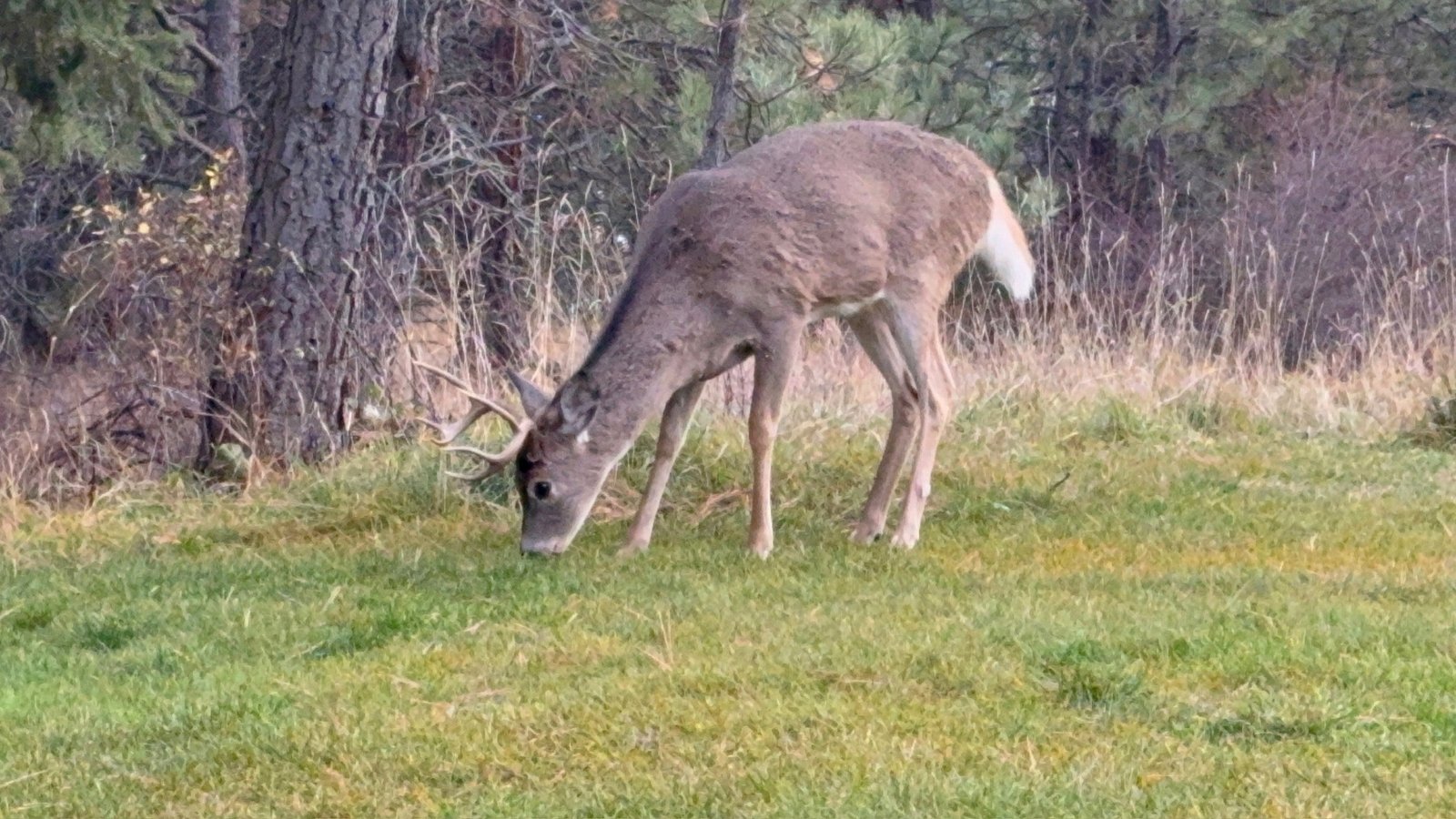 Deer grazing on the grounds of Eagle's Bluff estate near Polson, Montana