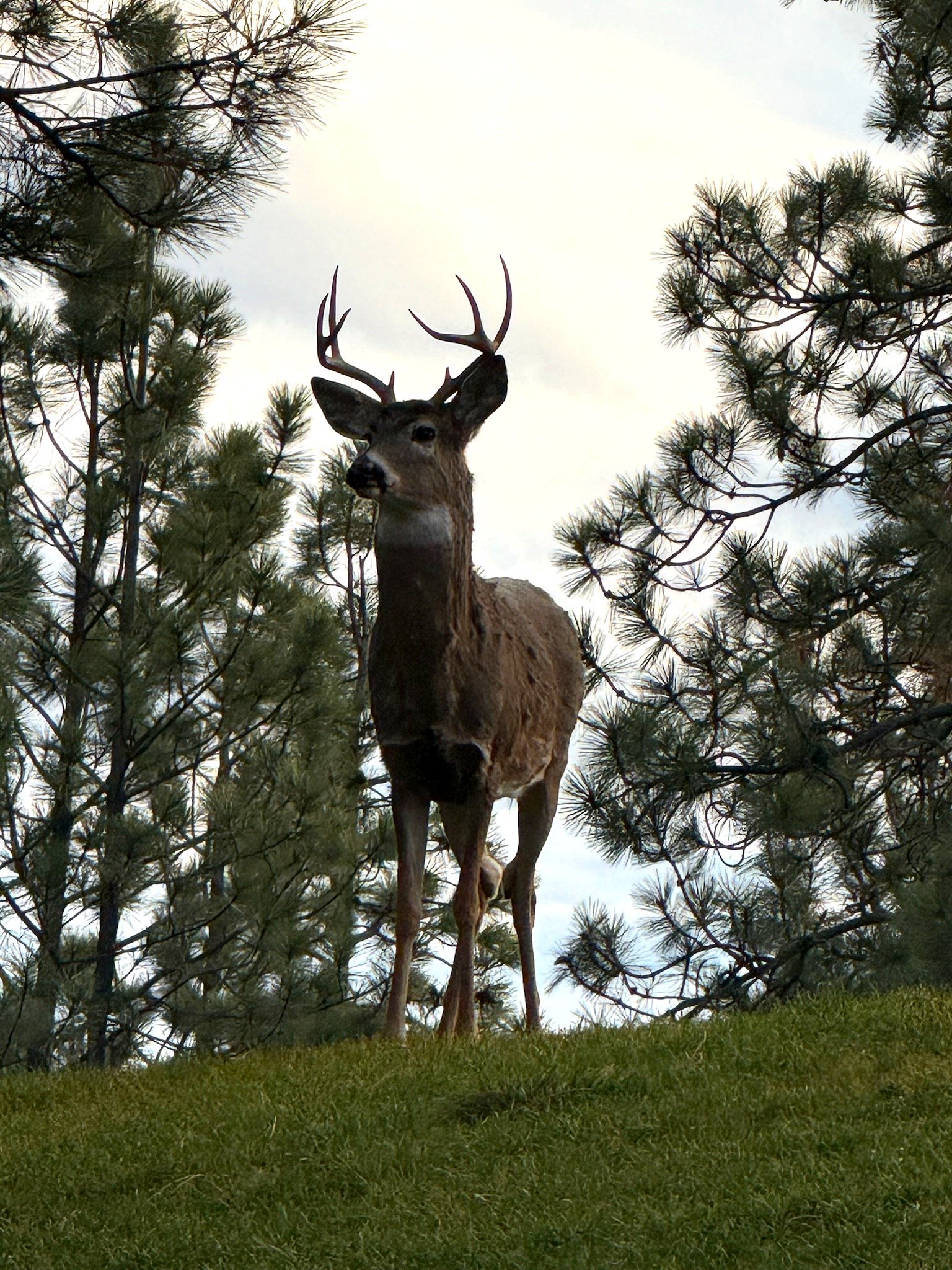Buck on the hillside at Eagle's Bluff 27-acre peninsula on Flathead Lake