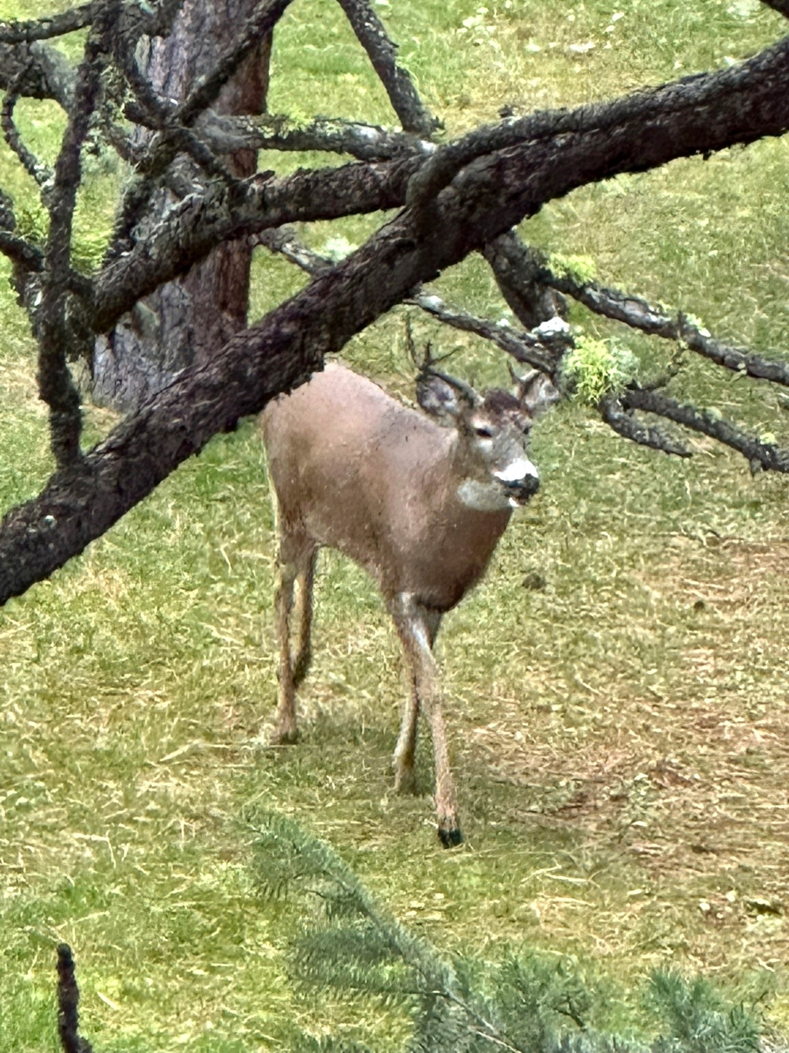 Whitetail buck walking through Eagle's Bluff private estate on Flathead Lake