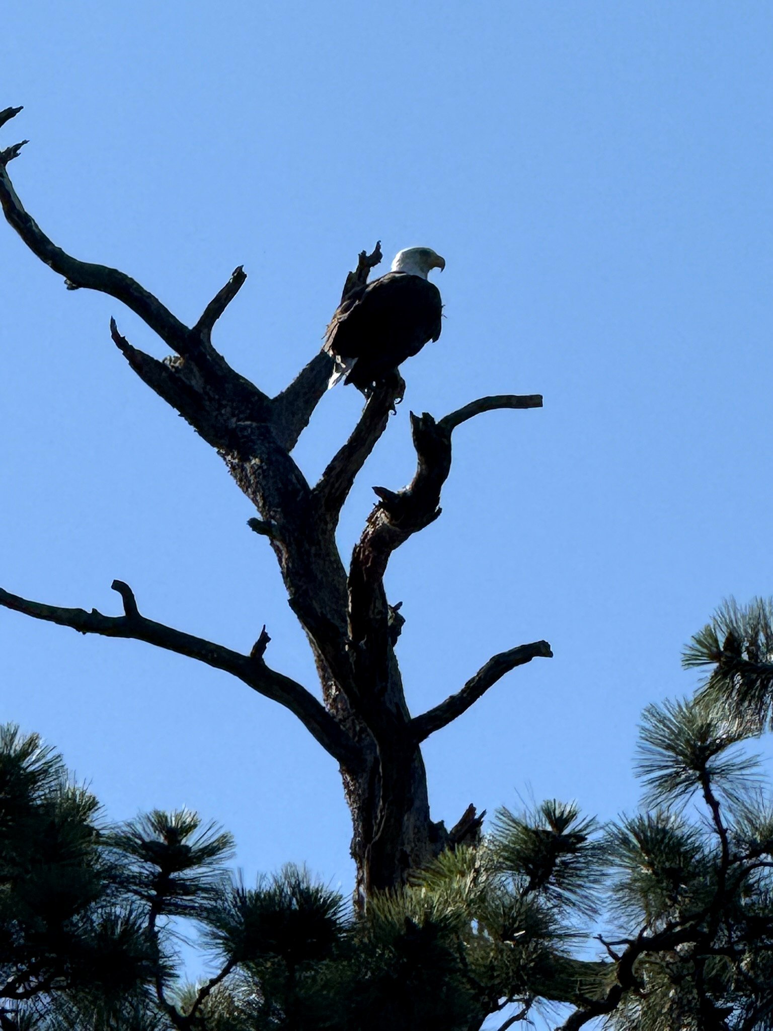 Bald eagle in flight above Eagle's Bluff private peninsula