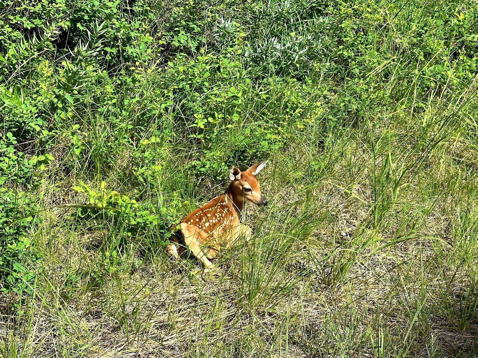 Newborn fawn on the grounds of Eagle's Bluff private estate on Flathead Lake