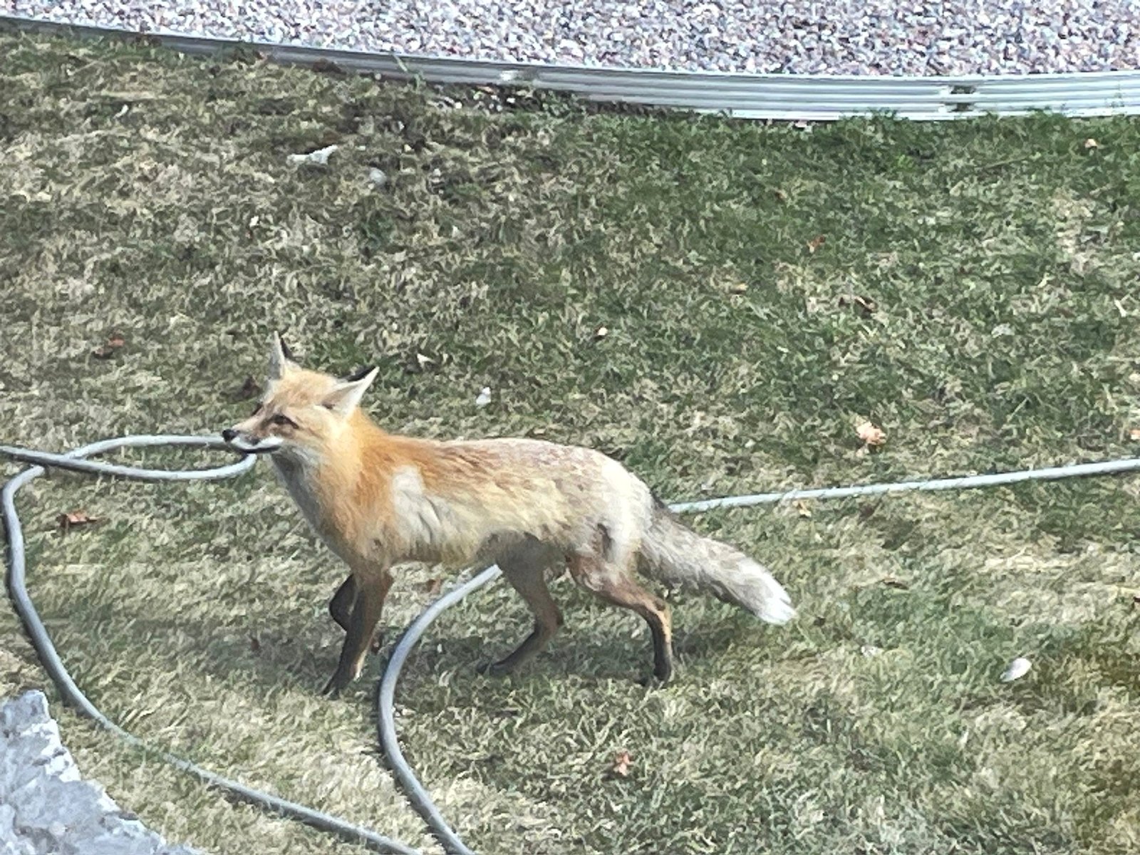 Fox spotted on Eagle's Bluff 27-acre private peninsula on Flathead Lake