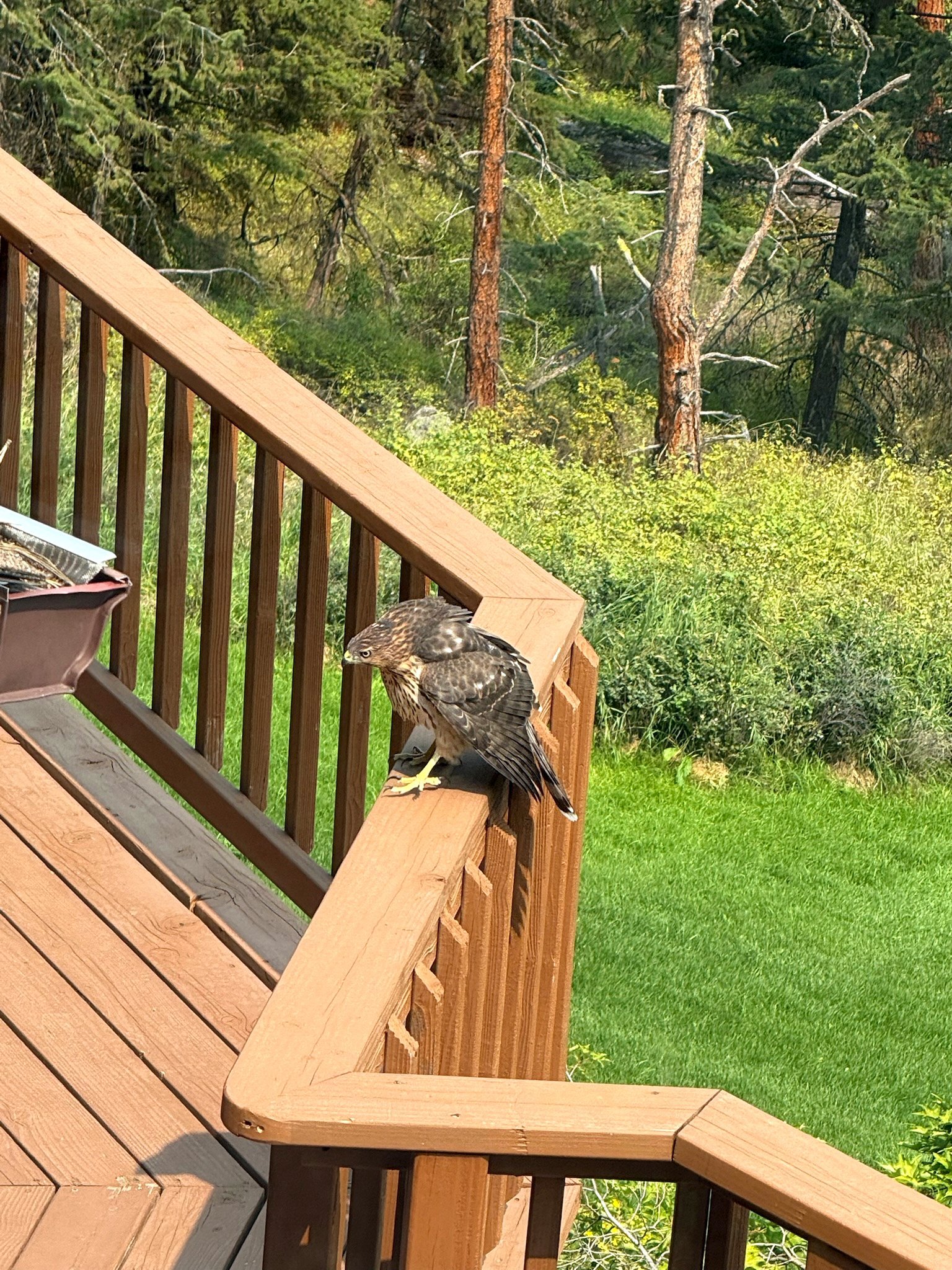 Red-tailed hawk soaring above Eagle's Bluff estate on Flathead Lake