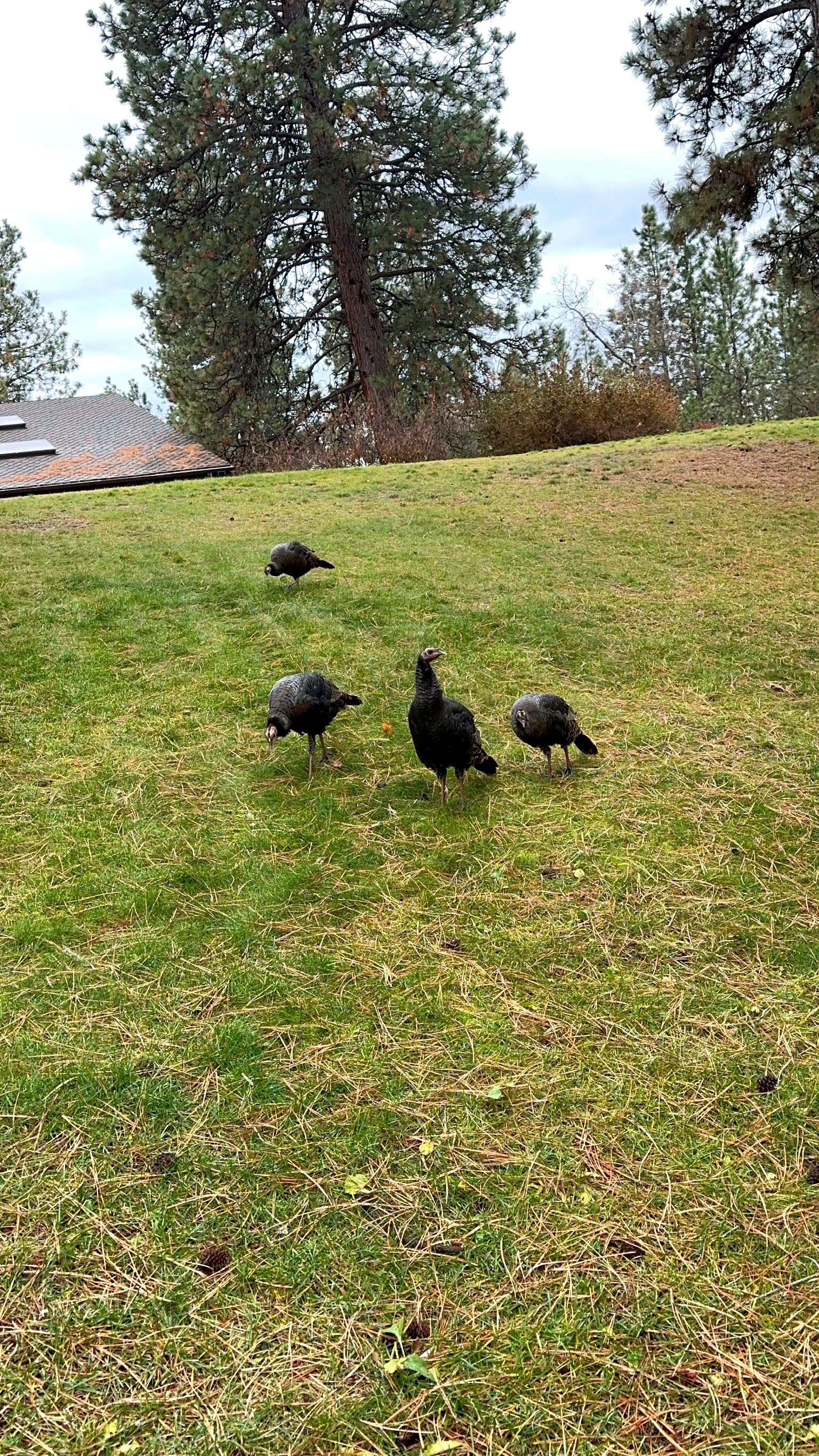 Wild turkeys on the grounds of Eagle's Bluff estate near Polson, Montana